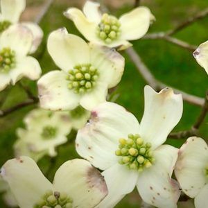 Meet your Posher, Sherry